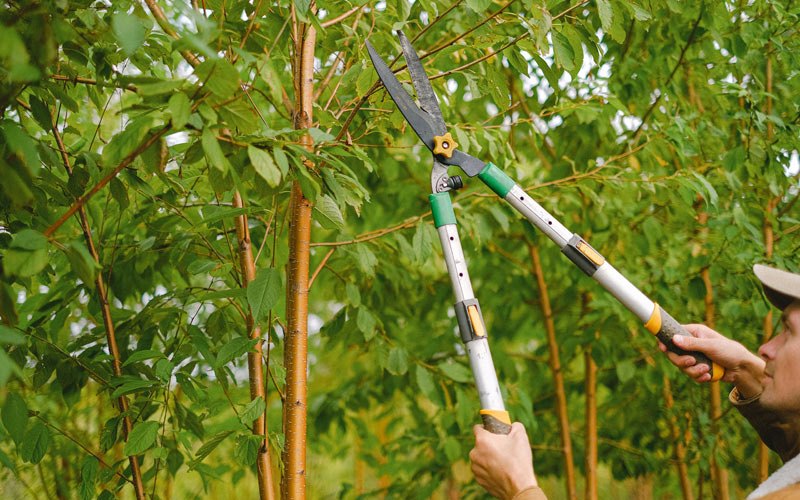 Tree trimming in Mokane, MO